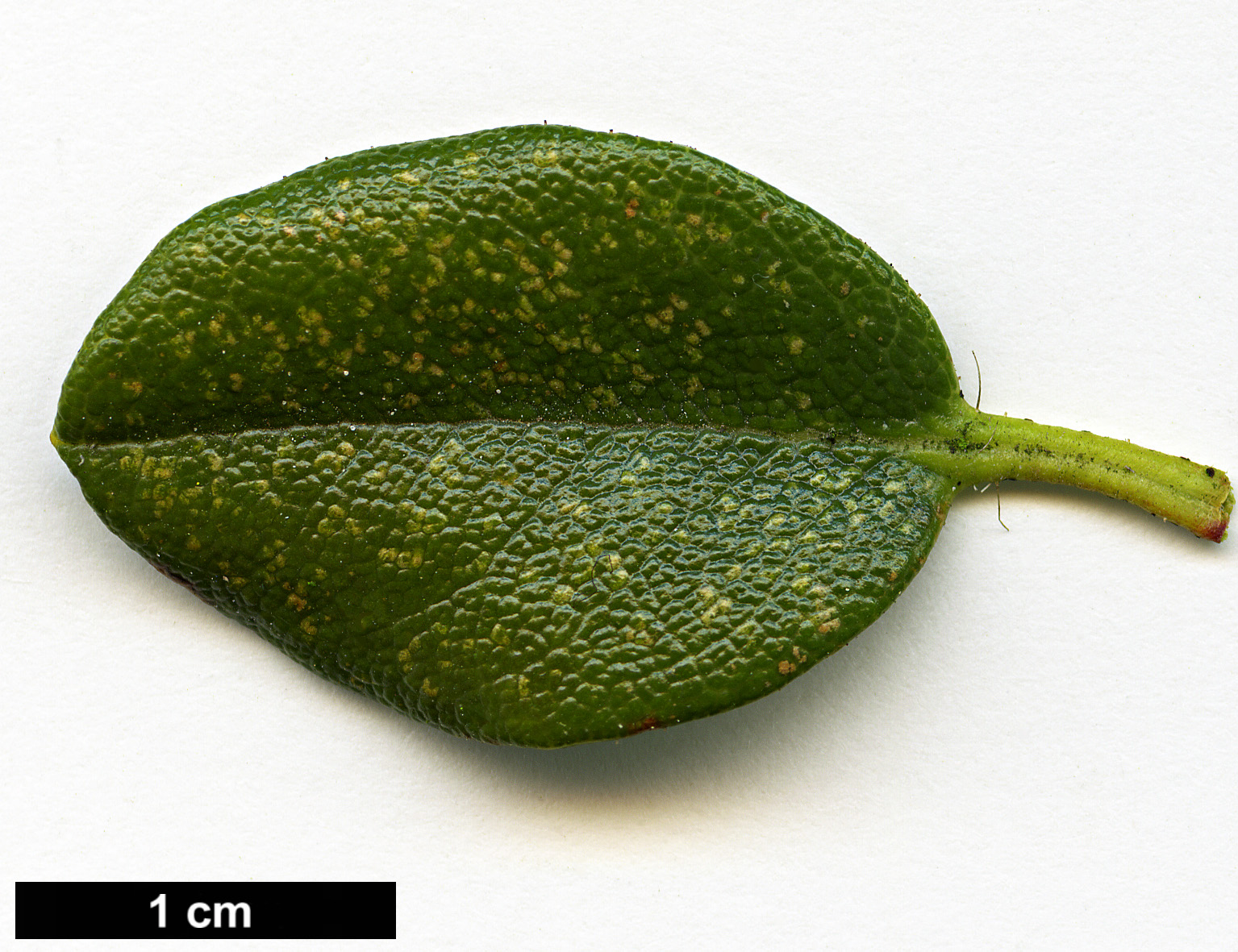 High resolution image: Family: Ericaceae - Genus: Rhododendron - Taxon: dendrocharis